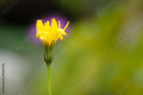 high mountain yellow petal flowers