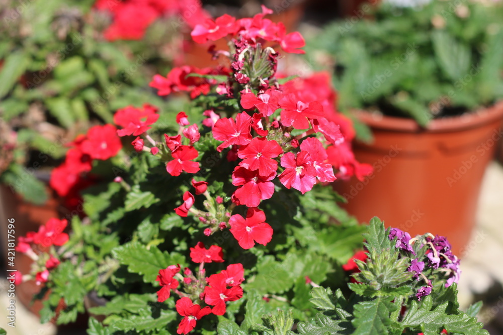 Plantas en flor en la primavera en el sur de España