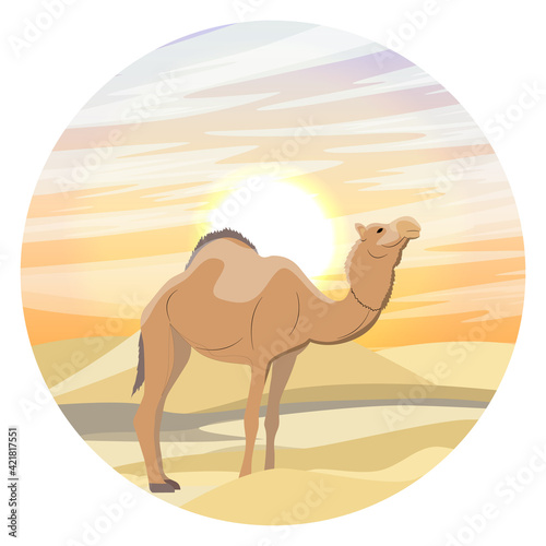 Round composition. A one-humped Arabian camel stands in the desert against the background of sand dunes and sunset. The dromedary Camelus dromedarius. Vector realistic landscape 