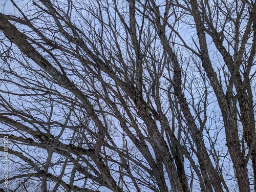 dry tree branches against a blue sky