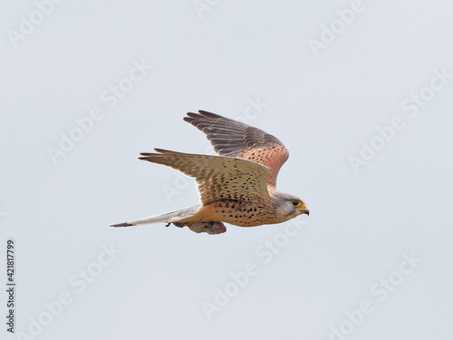 A Kestrel (Falco tinnunculus) flying away with a vole (Microtus agrestis) in its talons that it had just caught, at St Aidans RSPB reserve, in Leeds West Yorkshire photo