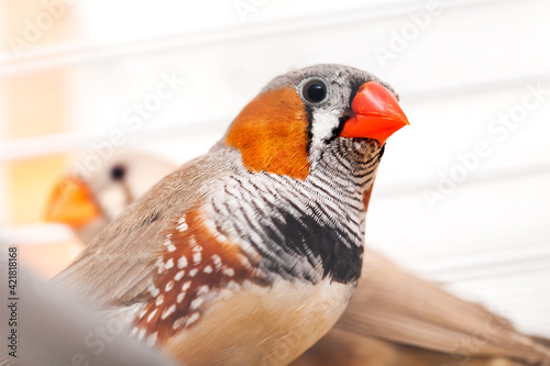 Cuadro en lienzo The zebra finch amadina looks in a shot, a close up of a pet.