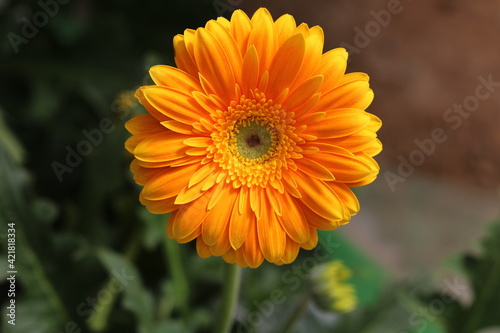 Plantas en flor en la primavera en el sur de España