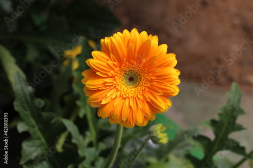 Plantas en flor en la primavera en el sur de España