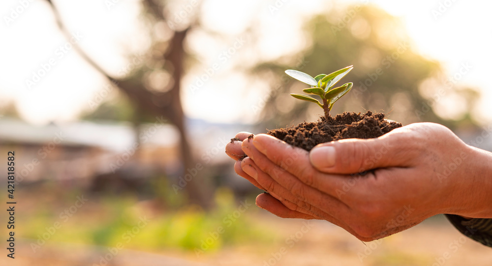 The sapling of a tree in the hand of a man To plant trees to reduce global warming and the rapidly declining tree numbers, farming ideas and tree planting on environment day. The sapling of a tree in the hand of a man To plant trees to reduce global warming and the rapidly declining tree numbers, farming ideas and tree planting on environment day.