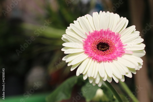 Plantas en flor en la primavera en el sur de España
