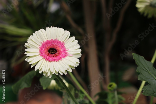 Plantas en flor en la primavera en el sur de España