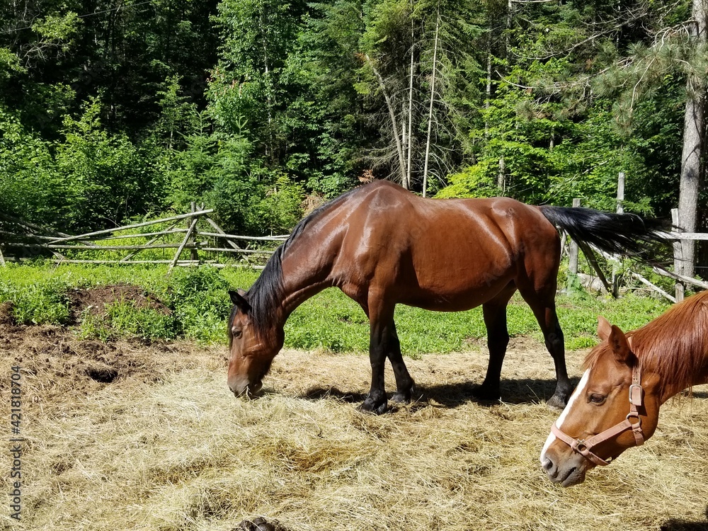 Fototapeta premium horse in the field