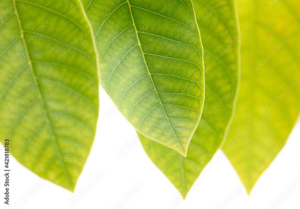 Green leaves isolated on a white Green leaves isolated on a white