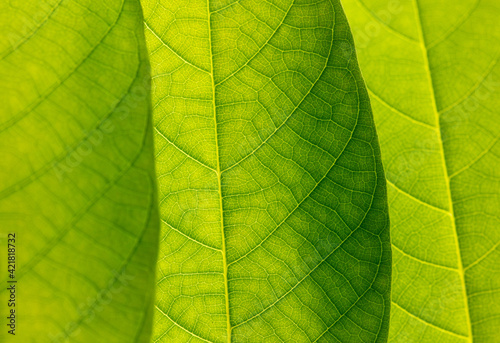 Close up of green leaf as background.