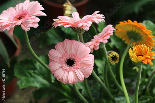 Plantas en flor en la primavera en el sur de España