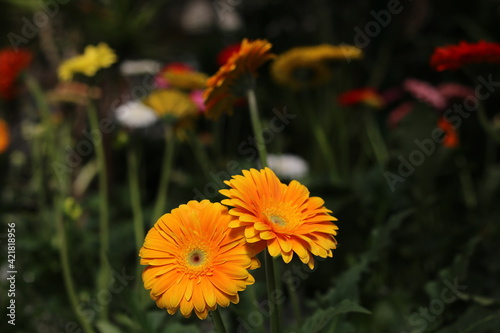 Plantas en flor en la primavera en el sur de España