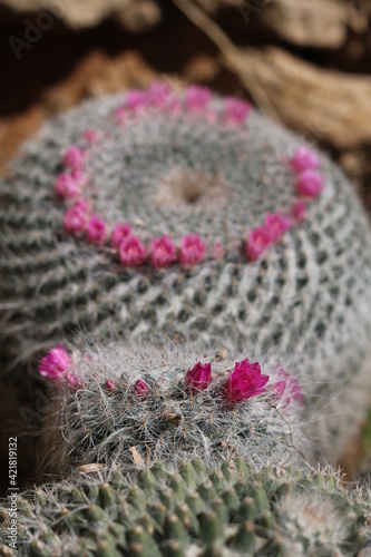 Plantas en flor en la primavera en el sur de España