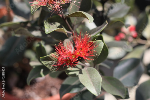 Plantas en flor en la primavera en el sur de España