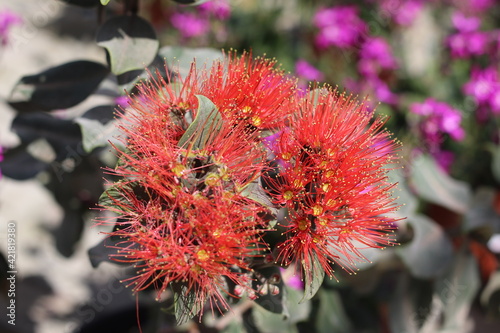 Plantas en flor en la primavera en el sur de España