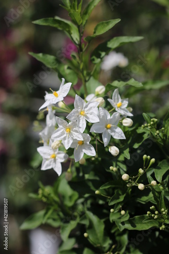 Plantas en flor en la primavera en el sur de España