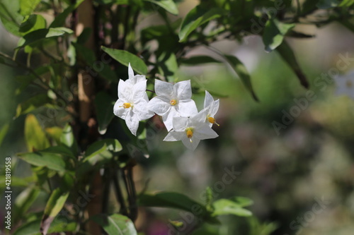 Plantas en flor en la primavera en el sur de España