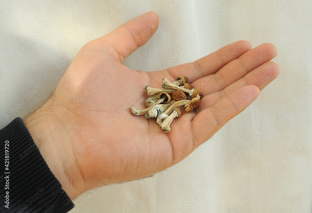 Psilocybe Cubensis mushrooms in man's hand on white background. Psilocybin psychedelic magic mushrooms Golden Teacher. Top view, flat lay. Micro-dosing concept.