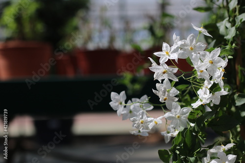 Plantas en flor en la primavera en el sur de España