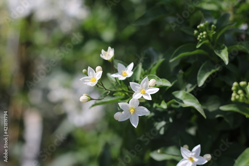 Plantas en flor en la primavera en el sur de España