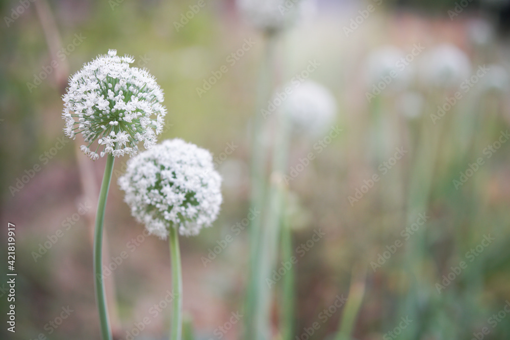 Allium shallot onion garlic chives scallion leek flower growing in field Allium shallot onion garlic chives scallion leek flower growing in field
