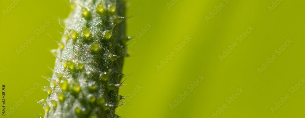 Small fruit of a cucumber on a plant. Small fruit of a cucumber on a plant.
