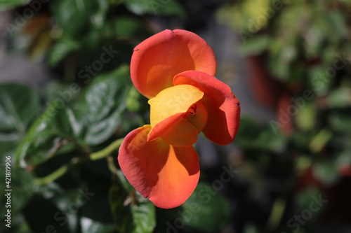 Plantas en flor en la primavera en el sur de España