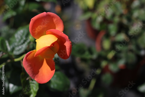Plantas en flor en la primavera en el sur de España