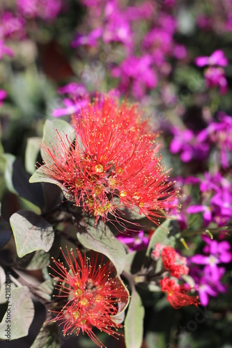 Plantas en flor en la primavera en el sur de España