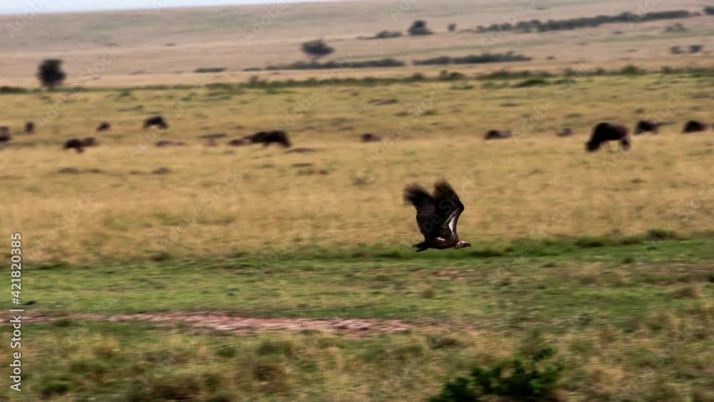 Two grey vultures (Cathartes aura) sitting on a rotting carcass of a large animal with a large herd of brown African buffalos (Syncerus caffer) running in the background, across the golden grass.