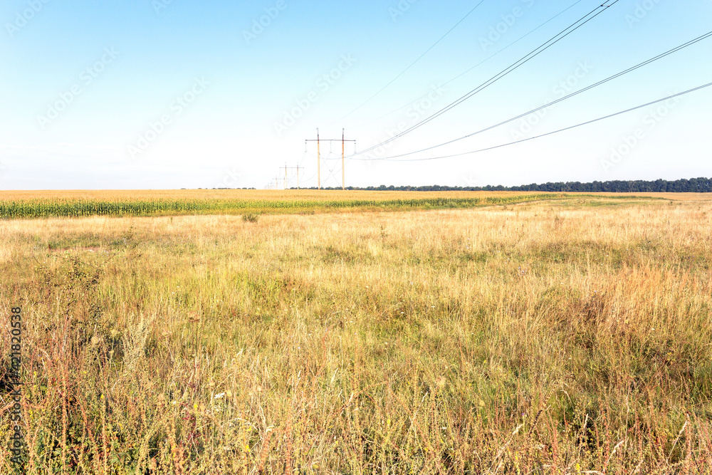 Fototapeta premium Summer landscape. In the foreground is a clearing of wild grasses, then a large cornfield. A high-voltage power transmission line is stretched through all this.