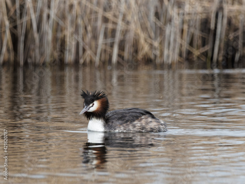 A Great Crested Grebe (Podiceps cristatus) at St Aidans an RSPB reserve, in Leeds, West Yorkshire during winter. photo