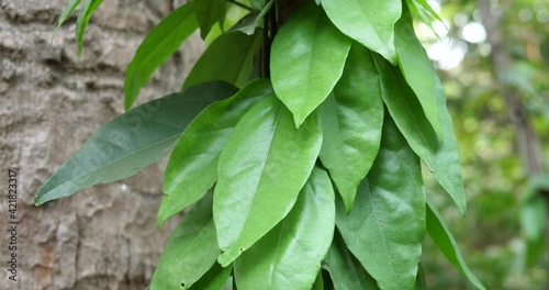 (Tiliacora triandra)Bai-yanang ,Culinary and medicinal herbs photo