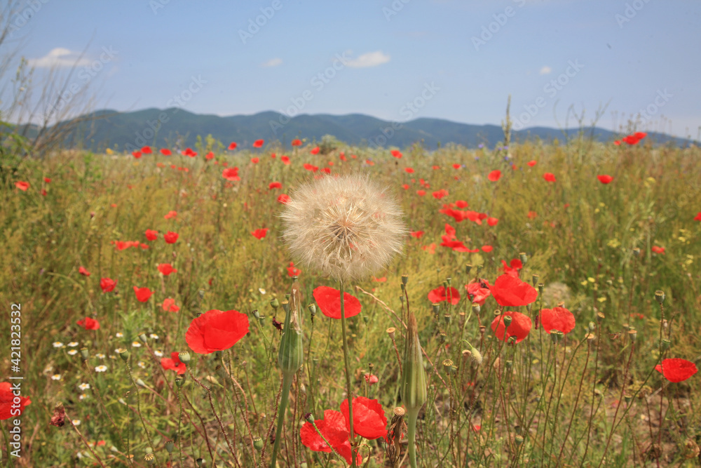 dandelion in the middle of poppies