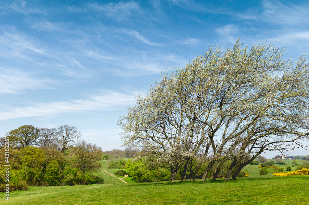 English rural landscape with fields, trees, shrubs and blue sky in spring. Beverley, UK.