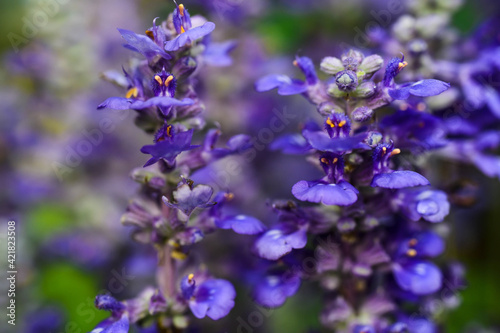 bumblebee on lavender