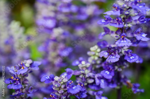 close up of lavender flowers