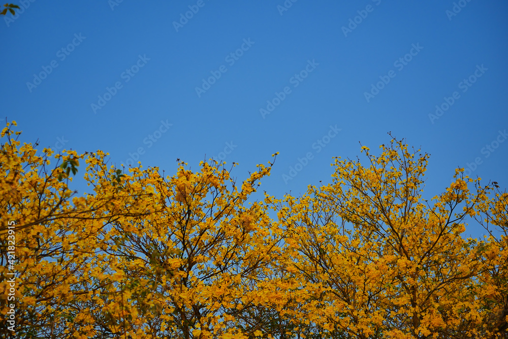 Tabebuia chrysantha Nichols ,Golden Tree ,Tallow Pui Tabebuia chrysantha Nichols ,Golden Tree ,Tallow Pui