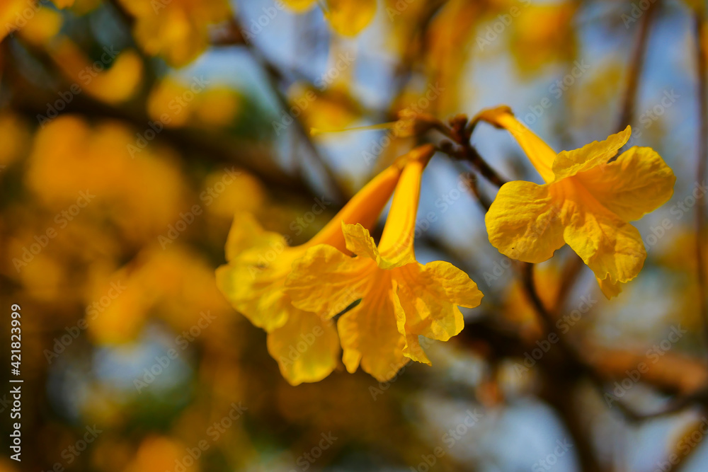 Obraz premium Tabebuia chrysantha Nichols ,Golden Tree ,Tallow Pui 