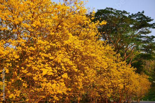 Tabebuia chrysantha Nichols  Golden Tree  Tallow Pui 