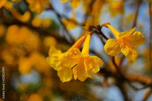 Tabebuia chrysantha Nichols ,Golden Tree ,Tallow Pui 