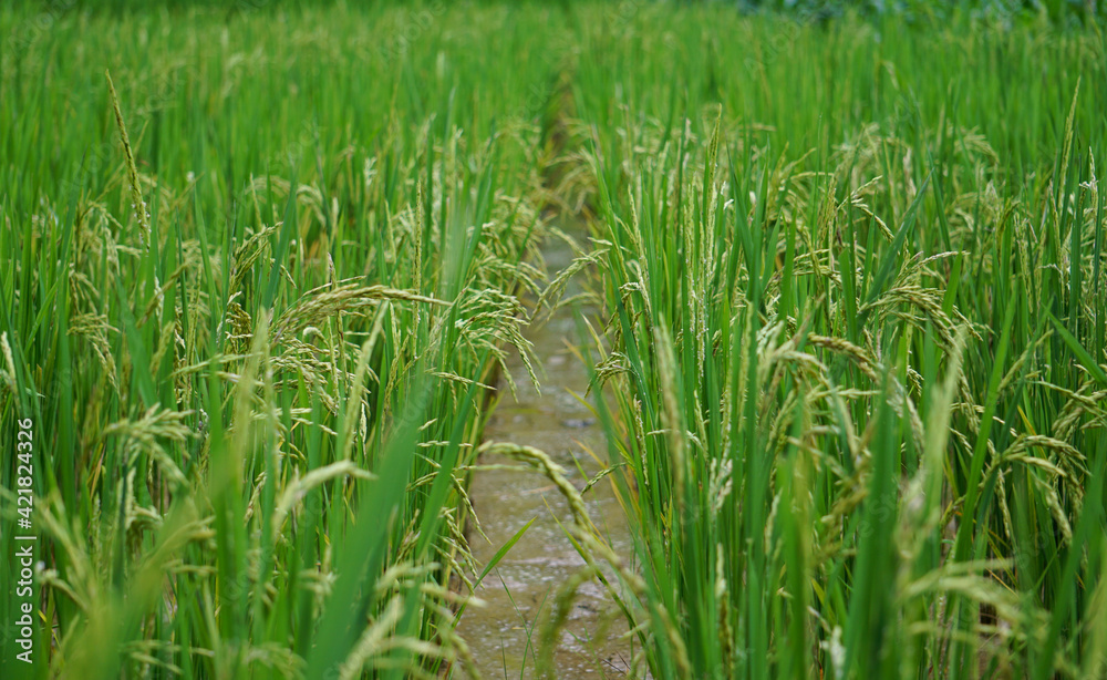 Fototapeta premium Close up view of a rice field before the harvest