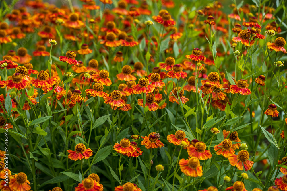 View of yellow-orange helenium flowers on the summer meadow View of yellow-orange helenium flowers on the summer meadow