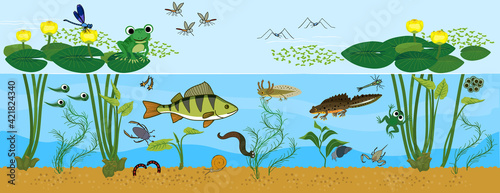Ecosystem of pond. Animals living in pond. Diverse inhabitants of pond (fish, amphibian, leech, insects and bird) in their natural habitat