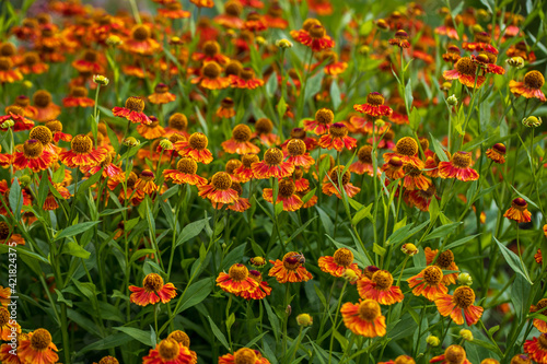 View of yellow-orange helenium  flowers on the summer meadow photo