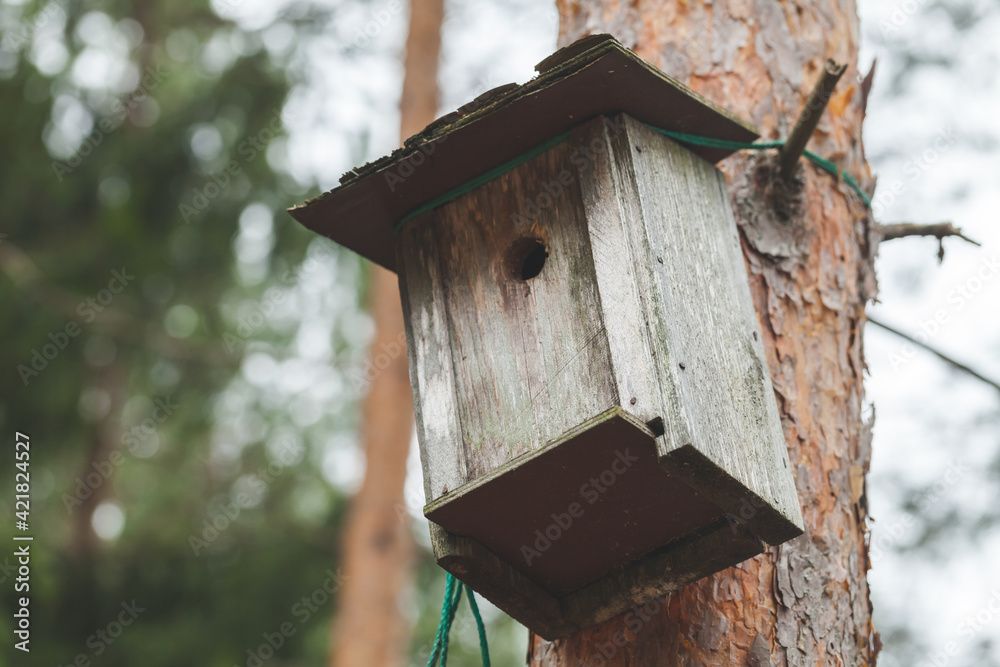 Gray wooden nesting box mounted on a pine tree