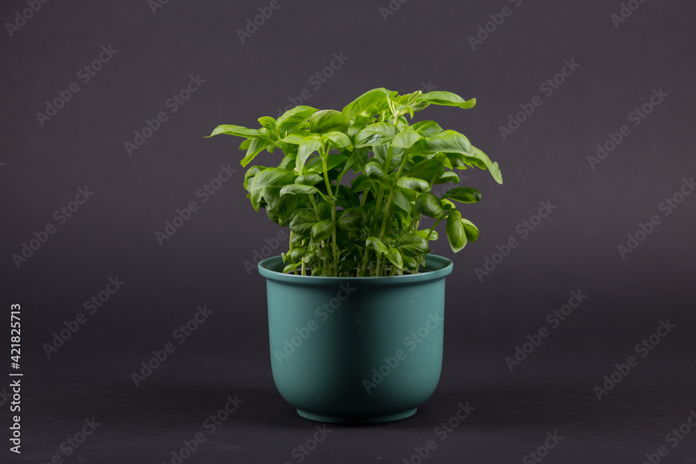 Basil Plant with black background and green pot Basil Plant with black background and green pot
