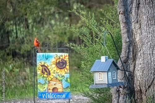 Wild cardinal witting on a garden flag to welcome spring.