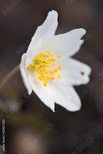 Spring flowers in forest - wood anemone, Anemone nemorosa photo