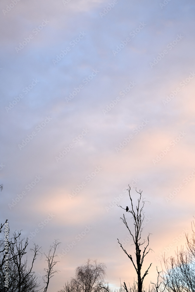 A crow in a crocked tree in the sunset with golden hour/blur hour. A crow in a crocked tree in the sunset with golden hour/blur hour.